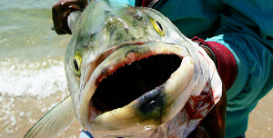 bluefin-tuna-radiation-poisoning-600